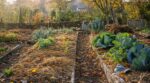 Potager en octobre : ne laissez plus la terre nue, les maraîchers la couvrent avec ce tapis naturel méconnu