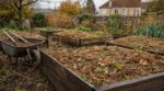 Potager : ils ont arrêté de bêcher avant l’hiver et font ce geste simple qui protège leur sol et leur dos