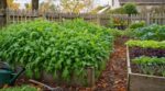 Potager : ne laissez plus votre voisin faire cette erreur avec la roquette, vous le regretterez tout l&rsquo;hiver
