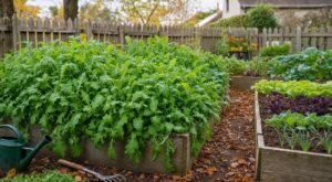 Potager : ne laissez plus votre voisin faire cette erreur avec la roquette, vous le regretterez tout l&rsquo;hiver