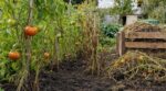 Potager : on arrache tous ses pieds de tomates en automne, pourtant cette partie du pied ne devrait jamais être arrachée