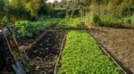 Potager : vous laissez la terre nue après récolte, c’est une erreur, ce semis de septembre travaille pour vous