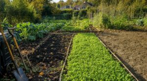 Potager : vous laissez la terre nue après récolte, c’est une erreur, ce semis de septembre travaille pour vous