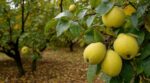 Pourquoi les arboriculteurs évitent à tout prix cette erreur avec ce fruit d&rsquo;automne que font tous les jardiniers