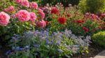Pourquoi nos grands-parents mettaient toujours cette plante bleue aux rosiers (et ce qu’elle évite à vos fleurs)