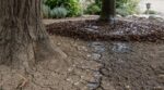 Première grosse pluie : cette erreur au pied de vos arbres fait fuir l’eau, ce geste d’automne la garde dans le sol