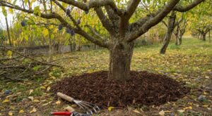 Prunier : ce geste d'octobre que les jardiniers oublient souvent ruine vos prunes de l'an prochain