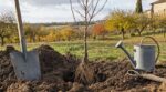 Prunier : faut-il attendre le printemps pour le planter ? Cette erreur de saison que dénoncent les pépiniéristes