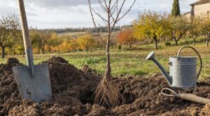 Prunier : faut-il attendre le printemps pour le planter ? Cette erreur de saison que dénoncent les pépiniéristes
