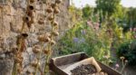 Roses trémières : ce geste de fin d’été des anciens avec les graines change tout pour votre jardin au printemps