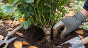 Rosiers : ce geste de septembre que les anciens faisaient toujours empêche un détail invisible de tuer la floraison