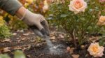 Rosiers : cette dose minuscule de cendre de bois suffit en septembre, au-delà vous les condamnez