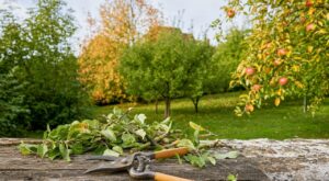 Septembre au jardin : ces 3 arbres que les élagueurs acceptent de tailler, toucher aux autres peut les faire dépérir