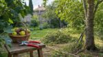 Septembre : cette taille à réserver à quelques arbres fruitiers avant l’hiver, sinon vous sacrifiez la prochaine récolte