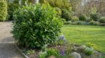 Serpents au jardin : ce mois précis pour mettre du laurier, que la plupart des Français ratent chaque année