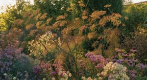 Si vos massifs de vivaces s’écroulent dès septembre, cette plante cuivrée plantée fin août les tient jusqu’aux gelées