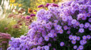 Si votre jardin se vide en septembre, cette fleur d’automne que les pros adorent va tout changer
