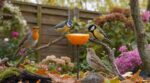 Si vous avez un jardin, posez une orange dès septembre : cette astuce aide les oiseaux sans les nourrir trop tôt
