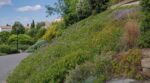 Talus qui s&rsquo;effondre, boue, rigoles : ces plantes couvre-sol à planter avant mi-septembre sauvent le vôtre tout l&rsquo;hiver