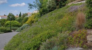 Talus qui s&rsquo;effondre, boue, rigoles : ces plantes couvre-sol à planter avant mi-septembre sauvent le vôtre tout l&rsquo;hiver