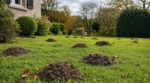 Taupinières par dizaines en septembre : la pluie n&rsquo;y est pour rien et cette erreur abîme vraiment votre jardin