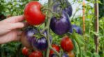 Tomate bleue : ce pigment naturel qui trompe l’œil et fait rater vos récoltes, comment repérer les fruits vraiment mûrs
