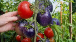 Tomate bleue : ce pigment naturel qui trompe l’œil et fait rater vos récoltes, comment repérer les fruits vraiment mûrs
