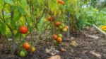 Tomates au potager : cette habitude de fin septembre ruine votre sol en silence et vos récoltes de l’an prochain