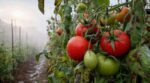 Tomates : ce que les nuits humides leur font en ce moment et le geste radical des maraîchers pour sauver la récolte