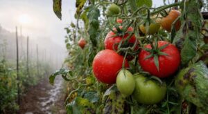 Tomates : ce que les nuits humides leur font en ce moment et le geste radical des maraîchers pour sauver la récolte