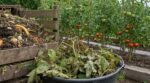 Tomates : ce réflexe avec vos pieds tachés ruine votre compost, ce geste de maraîcher change tout pour l’an prochain