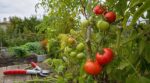 Tomates : cette règle de fin d’été pour arrêter la taille au bon moment et sauver vos dernières récoltes