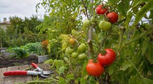Tomates : cette règle de fin d’été pour arrêter la taille au bon moment et sauver vos dernières récoltes