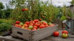 Tomates de fin d’été : cette règle de mi-septembre que les maraîchers supplient d’appliquer pour sauver votre récolte
