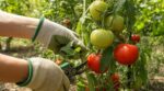 Tomates du potager : si vous ne faites pas ce geste avant la mi-septembre, vous risquez de gâcher votre récolte