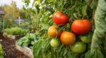 Tomates encore vertes : 4 gestes qui les font rougir en 7 jours avant les premières vraies fraîcheurs