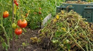 Tomates : ne mettez plus vos pieds au compost en septembre, ce geste des jardiniers malins évite les maladies