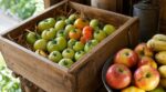 Tomates vertes fin septembre : ce fruit de la cuisine que les maraîchers posent en cagette pour ne plus rien jeter