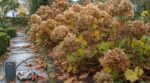 Tout le monde taille ses hortensias avant l’hiver : ce réflexe d’automne vous condamne à un printemps sans fleurs