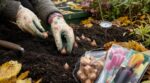 Tulipes : cette date fatale de fin octobre que vous ne devez plus jamais dépasser sous peine de floraison ratée