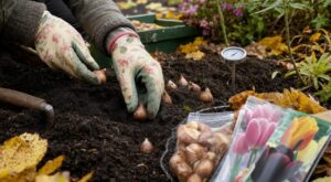 Tulipes : cette date fatale de fin octobre que vous ne devez plus jamais dépasser sous peine de floraison ratée
