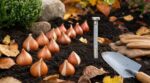 Tulipes : les anciens attendaient ce moment précis de l’automne avant de planter, et voilà pourquoi vos massifs ratent