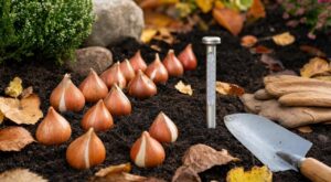Tulipes : les anciens attendaient ce moment précis de l’automne avant de planter, et voilà pourquoi vos massifs ratent