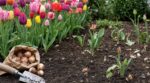 Tulipes qui ne repoussent pas : cette erreur avec vos bulbes que votre voisin évite vous coûte cher