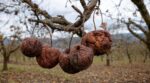 Verger : pourquoi garder ces fruits fripés aux branches l&rsquo;hiver peut ruiner votre récolte, prévient un arboriculteur