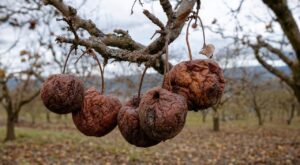 Verger : pourquoi garder ces fruits fripés aux branches l'hiver peut ruiner votre récolte, prévient un arboriculteur