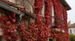 Vigne vierge : cette grimpante sublime en automne peut faire des dégâts sur façade et balcon si vous oubliez ce détail