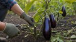 Vos aubergines s’arrêtent net en septembre : ce geste que les maraîchers font sans hésiter pour sauver la récolte