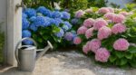 Vos hortensias bleus virent au rose ? Ce geste banal à l’eau du robinet les décolore en silence, ne le faites plus