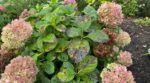 Vos hortensias ont les feuilles qui noircissent ? Ce signe sur les taches révèle si c’est grave et quoi faire